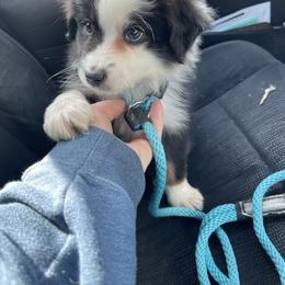 Australian Shepherd, Miniature American Shepherd, Miniature Australian Shepherd, and Toy Australian Shepherd Puppies from Painted Blue Aussies