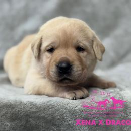 Pink - Yellow female Labrador Retriever puppy in Beaverdam, Virginia from Riverside Sunset Labrador Retrievers