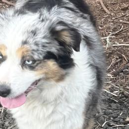 Loki - Miniature American Shepherd