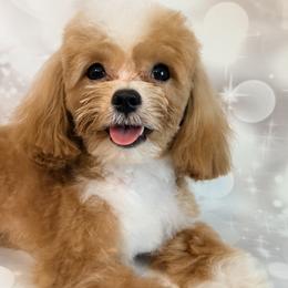 Maltipoo puppies from Mc Doodles of Texas LLC