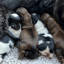 Shih Tzus from Orr Pups