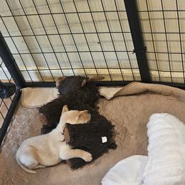 Girl 2 - female Labrador Retriever puppy in Helena, Montana from Whistling Wings Retrievers, LLC.