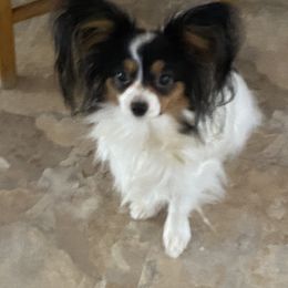Papillon Puppies from A Circle Of Love Papillons