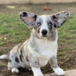 Cardigan Welsh Corgis and Pembroke Welsh Corgis from MD Corgis