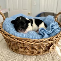Boy 2 - Black and white male Havanese puppy in Charlotte, North Carolina from Butterfly Havanese