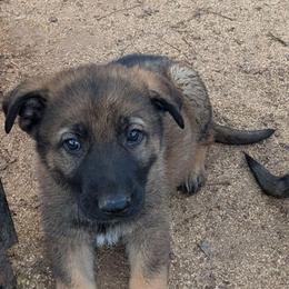 Odom's On A Prayer - Sable female German Shepherd puppy in Springtown, Texas from Odom's German Shepherds