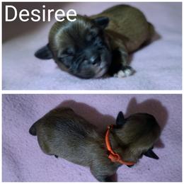 Desiree - Red gold female Lhasa Apso puppy in Cincinnati, Ohio from Shangri-La Lhasa Apsos