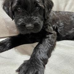Boy 1 - Bergamasco Sheepdog puppy from Fox Valley Bergamasco