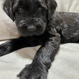 Boy 1 - Bergamasco Sheepdog puppy from Fox Valley Bergamasco