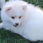 Jasper - White and biscuit male American Eskimo Dog puppy in Washington Township, Ohio from Turks Eskis