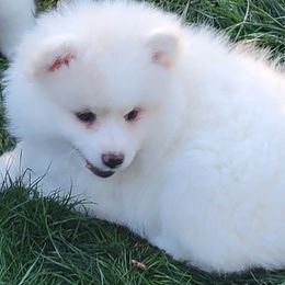 Jasper - White and biscuit male American Eskimo Dog puppy in Washington Township, Ohio from Turks Eskis