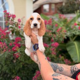 Ginny - Lemon and white female Basset Hound puppy in Gulf Breeze, Florida from Breeze Basset Hounds