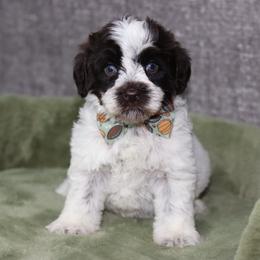 Crayons - Chocolate male Australian Labradoodle puppy in Calhoun, Louisiana from Arrowhead Australian Labradoodles
