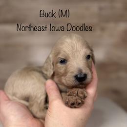 Buck - Cream male Goldendoodle puppy in Cedar Falls, Iowa from Northeast Iowa Doodles
