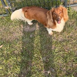 Kai - Red male Dachshund puppy in Call, Texas from Dachshund D’Amore