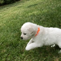 Golden Retriever Puppies from Dream Goldens