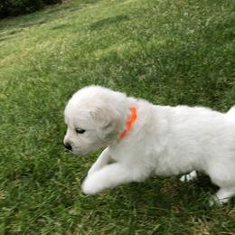 Golden Retriever Puppies from Dream Goldens
