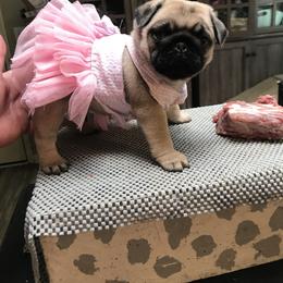 Pug Puppies from Pickwick Pugs