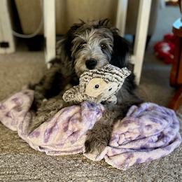 Aussiedoodle All Grown Up from Pawsitively Doodles