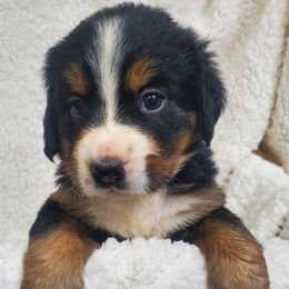 Girl 1 - Black rust and white female Bernese Mountain Dog puppy in Nicholson, Georgia from Bernese Mountain Dogs of Pony Trail Farm