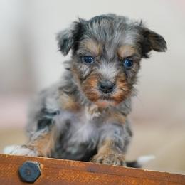 Billy - Merle male Bernedoodle puppy in Dundee, Ohio from Down Home Doodle