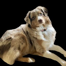 Ginger - Miniature American Shepherd