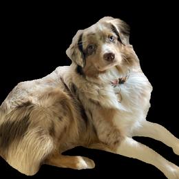 Ginger - Miniature American Shepherd