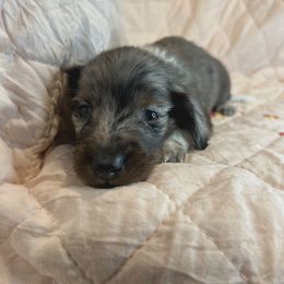 Rocky Road - Dapple male Dachshund puppy in Henry, Virginia from Dumbledore's AKC Mini Dachshunds