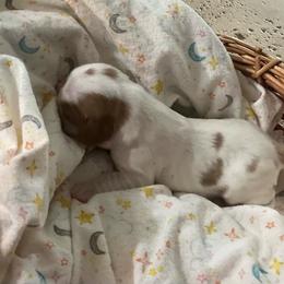 Daisy - Blenheim female Cavalier King Charles Spaniel puppy in Gallatin, Tennessee from Kids and Canines