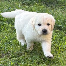No collar - Light golden female Golden Retriever puppy in Barbourville, Kentucky from Home Sweet Home English Goldens