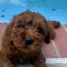 Don - Red  male Goldendoodle puppy in Mint Hill, North Carolina from DoodleForever