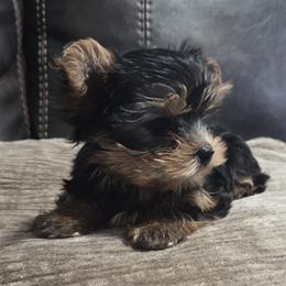 Girl 2 - Black and tan female Yorkshire Terrier puppy in San Antonio, Texas from R&R Yorkies of San Antonio