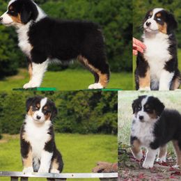 Lovey - Black tri-color female Australian Shepherd puppy in Cape Girardeau, Missouri from Promise Keeper Kennel