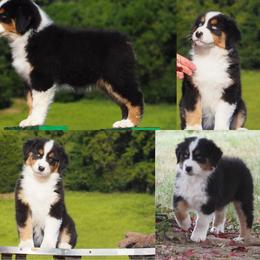 Lovey - Black tri-color female Australian Shepherd puppy in Cape Girardeau, Missouri from Promise Keeper Kennel