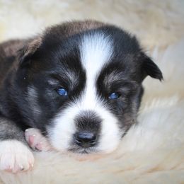 Cavapoo and Pomsky Puppies from Hatz Off Puppies