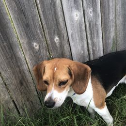 Remi - Beagle