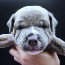 Pecan - Blue male Staffordshire Bull Terrier puppy in Dallas, Texas from Wild Blue Staffords