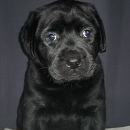 Labrador Retriever Puppies from Debbie Wing