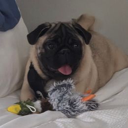 Woodrow - Pug