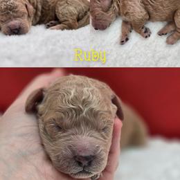 Girl 1 - Yellow and white female Bernedoodle puppy in Summerville, South Carolina from Channys Doodles
