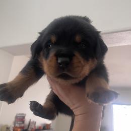 Rottweiler Puppies from GrowlHausRotts