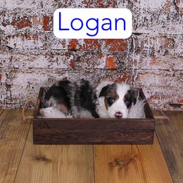 Luke - Merle male Assorted Doodle Crosses puppy in Calhoun, Georgia from Happy Top Doodles