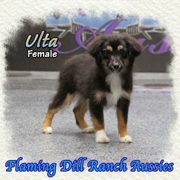 Ulta - Black tri female Toy Australian Shepherd puppy in Forestburg, Texas from Flaming Dill Ranch Aussies