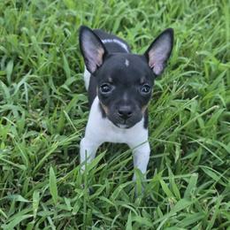 Girl 1 - Black white and tan female Rat Terrier puppy in Ft Smith, Arkansas from Live Wire Rat Terriers