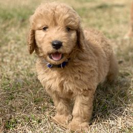 French Bulldog, Goldendoodle, and Golden Retriever Puppies from Crystal Coast Kennels, LLC