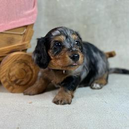 Louie- SILKY - Dapple male Dachshund puppy in Nashville, Arkansas from Whisenhunt Farms