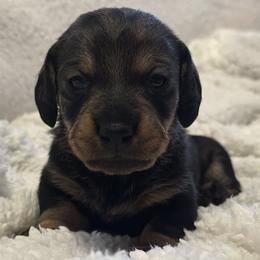 Boy 2 - Wild boar male Dachshund puppy in San Jose, California from Zwinger vom Donau-Ries