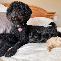 "Molly with her puppies. " Goldendoodle Puppies from Christi's Goldendoodles