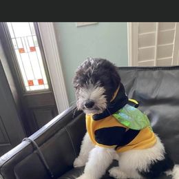 Aussiedoodle All Grown Up from Ooodles of Doodles