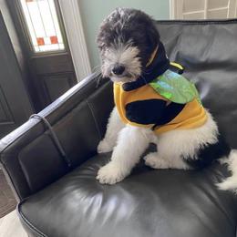 Aussiedoodle All Grown Up from Ooodles of Doodles